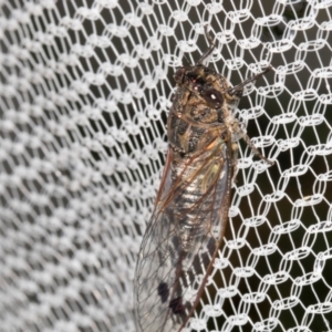 Galanga labeculata at Higgins, ACT - 8 Jan 2024