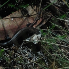 Pseudemoia entrecasteauxii (Woodland Tussock-skink) at Namadgi National Park - 22 Apr 2011 by Miranda