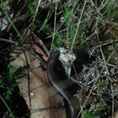 Pseudemoia entrecasteauxii at Namadgi National Park - 23 Apr 2011