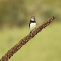 Stagonopleura guttata (Diamond Firetail) at Kambah, ACT - 8 Jan 2024 by HelenCross