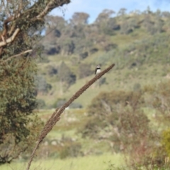 Stagonopleura guttata at Lions Youth Haven - Westwood Farm A.C.T. - 8 Jan 2024