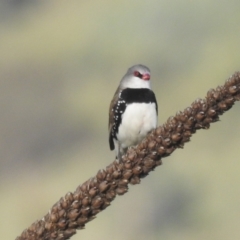 Stagonopleura guttata at Lions Youth Haven - Westwood Farm A.C.T. - 8 Jan 2024