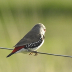 Stagonopleura guttata at Lions Youth Haven - Westwood Farm A.C.T. - 8 Jan 2024