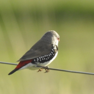 Stagonopleura guttata at Lions Youth Haven - Westwood Farm A.C.T. - 8 Jan 2024