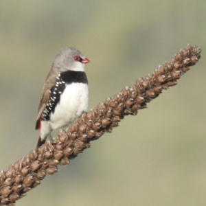 Stagonopleura guttata at Lions Youth Haven - Westwood Farm A.C.T. - 8 Jan 2024