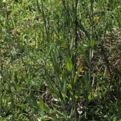 Senecio gunnii (Mountains Fireweed) at Tharwa, ACT - 6 Jan 2024 by RAllen