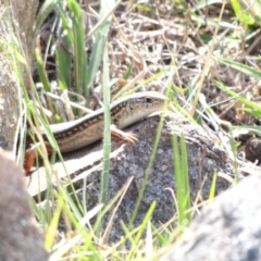 Ctenotus robustus (Robust Striped-skink) at Denman Prospect, ACT - 9 Mar 2016 by Miranda