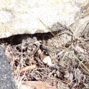 Ctenotus robustus at Denman Prospect, ACT - 9 Mar 2016 09:51 AM