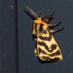 Ardices curvata (Crimson Tiger Moth) at Higgins, ACT - 8 Jan 2024 by AlisonMilton