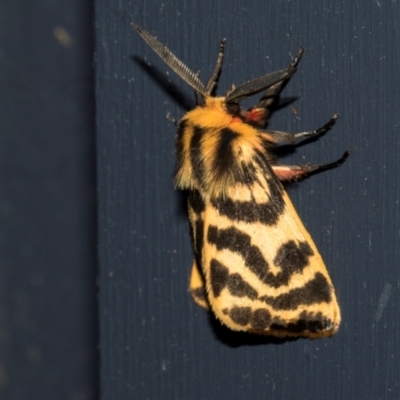 Ardices curvata (Crimson Tiger Moth) at Higgins, ACT - 7 Jan 2024 by AlisonMilton
