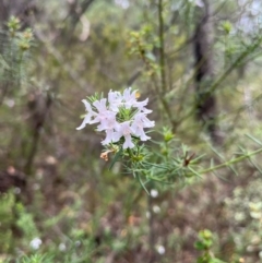 Westringia eremicola (Slender Western Rosemary) at Burrinjuck, NSW - 7 Jan 2024 by SonyaDuus