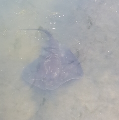 Unverified Shark / Ray at Rhyll, VIC - 3 Jan 2024 by HappyWanderer