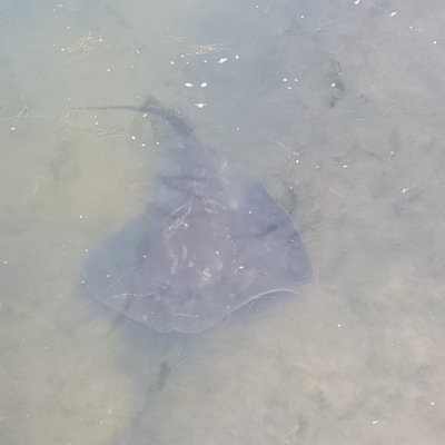 Unverified Shark / Ray at Rhyll, VIC - 3 Jan 2024 by HappyWanderer