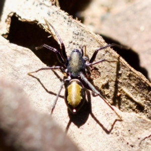 Poecilipta sp. (genus) at Aranda Bushland - 17 Sep 2023