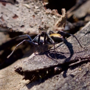 Poecilipta sp. (genus) at Aranda Bushland - 17 Sep 2023