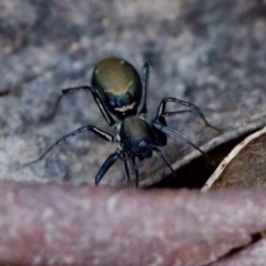 Poecilipta sp. (genus) at Aranda Bushland - 17 Sep 2023