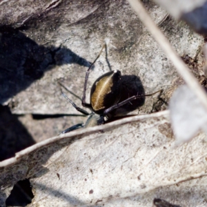 Poecilipta sp. (genus) at Aranda Bushland - 17 Sep 2023