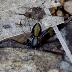 Poecilipta sp. (genus) at Aranda Bushland - 17 Sep 2023