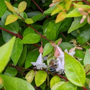 Amegilla sp. (genus) at Sydney, NSW - 8 Jan 2024