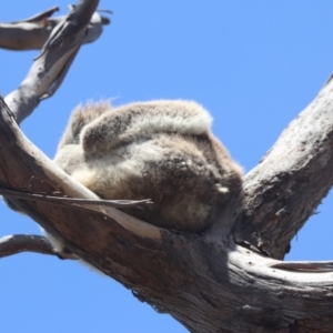 Phascolarctos cinereus at Raymond Island, VIC - 31 Dec 2023