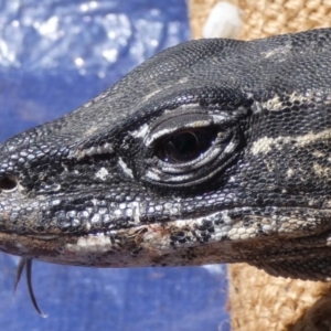 Varanus rosenbergi at Namadgi National Park - suppressed