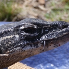 Varanus rosenbergi at Namadgi National Park - suppressed