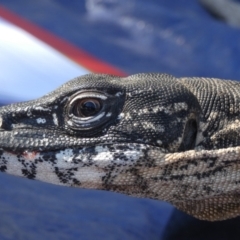 Varanus rosenbergi (Heath or Rosenberg's Monitor) at Mount Clear, ACT - 19 Nov 2019 by DonFletcher