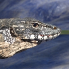 Varanus rosenbergi at Namadgi National Park - 19 Nov 2019