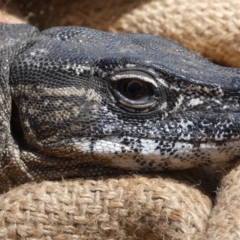 Varanus rosenbergi (Heath or Rosenberg's Monitor) at Booth, ACT - 7 Dec 2018 by DonFletcher