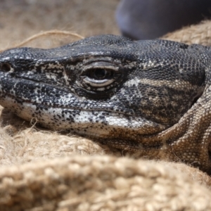 Varanus rosenbergi at Namadgi National Park - 7 Dec 2018