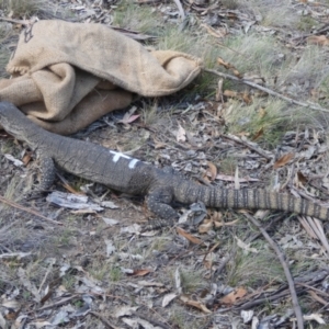 Varanus rosenbergi at Namadgi National Park - 7 Dec 2018