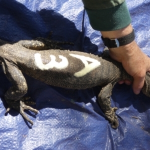 Varanus rosenbergi at Namadgi National Park - 9 Nov 2020