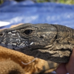 Varanus rosenbergi at Namadgi National Park - 9 Nov 2020