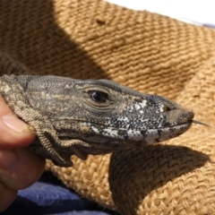 Varanus rosenbergi at Namadgi National Park - 9 Nov 2020