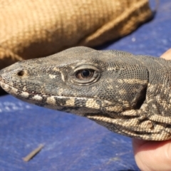 Varanus rosenbergi at Namadgi National Park - 9 Nov 2020