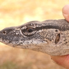 Varanus rosenbergi (Heath or Rosenberg's Monitor) at Namadgi National Park - 17 Feb 2023 by DonFletcher