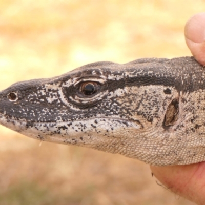 Varanus rosenbergi (Heath or Rosenberg's Monitor) at Namadgi National Park - 17 Feb 2023 by DonFletcher