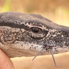 Varanus rosenbergi at Namadgi National Park - 17 Feb 2023