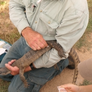 Varanus rosenbergi at Namadgi National Park - 17 Feb 2023