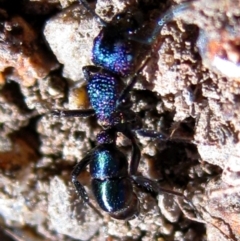 Rhytidoponera metallica (Greenhead ant) at Red Hill, ACT - 11 Jun 2010 by Miranda