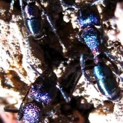 Rhytidoponera metallica at Red Hill Nature Reserve - 12 Jun 2010