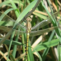 Orthetrum caledonicum (Blue Skimmer) at Wallaroo, ACT - 27 Dec 2023 by Christine