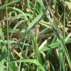 Orthetrum caledonicum at Jarramlee-West MacGregor Grasslands - 28 Dec 2023