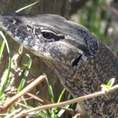 Varanus rosenbergi (Heath or Rosenberg's Monitor) at Bredbo, NSW - 30 Nov 2013 by Miranda