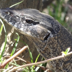 Varanus rosenbergi at Bredbo, NSW - 30 Nov 2013