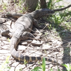 Varanus rosenbergi at Bredbo, NSW - 30 Nov 2013