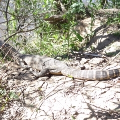 Varanus rosenbergi at Bredbo, NSW - 30 Nov 2013