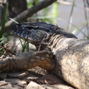 Varanus rosenbergi at Bredbo, NSW - 30 Nov 2013