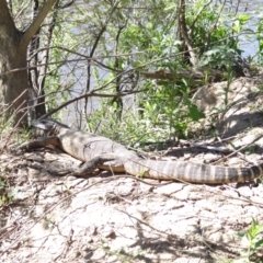 Varanus rosenbergi at Bredbo, NSW - suppressed