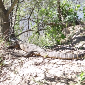 Varanus rosenbergi at Bredbo, NSW - 30 Nov 2013